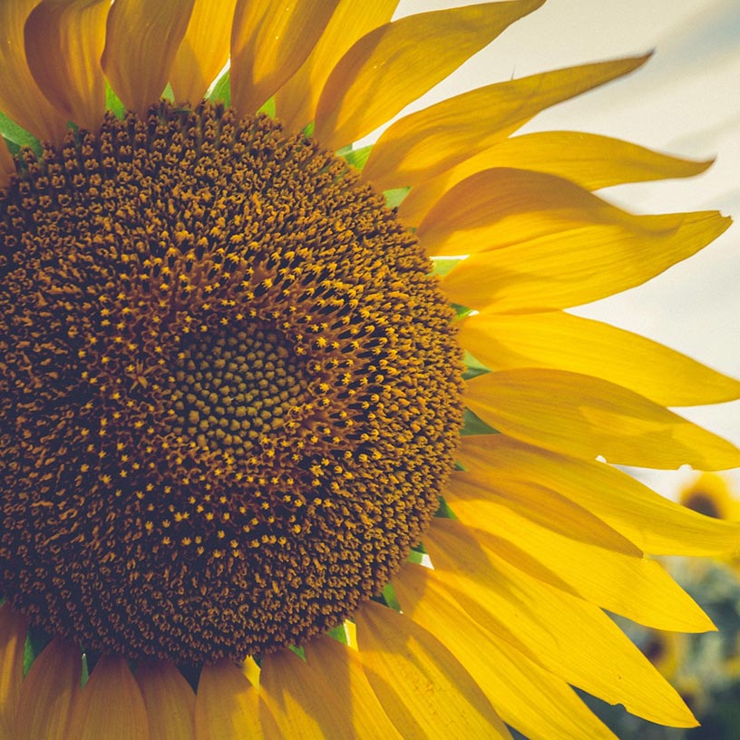 Eguzkilorea-opt girasol primera plana